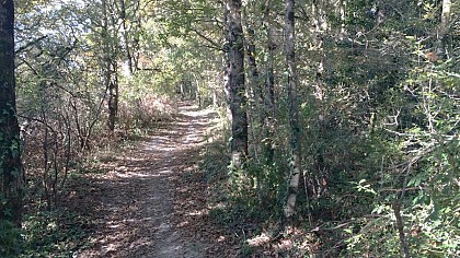 Saint-Même-le Tenu - La Forêt de Machecoul