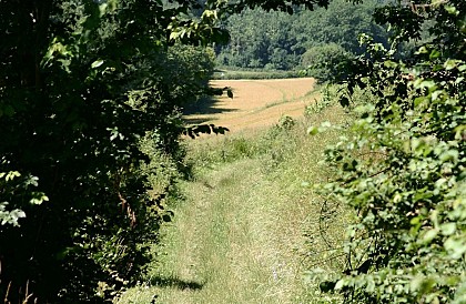 Circuit du Bois des Dames