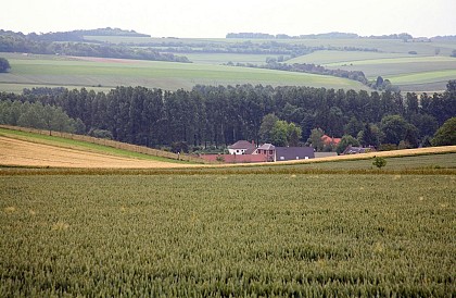 Le bois du Quesnoy