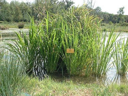 Chemin des Etangs - Méhers