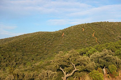 Sentier de Cogolin à La Croix Valmer en passant par Giégi