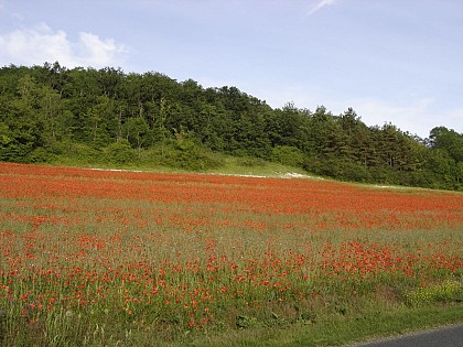 Entre Cher et Côteaux - Couffy