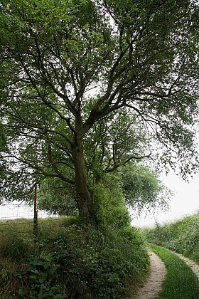 在一个名为“L'arbre à mouches”的路线上请注意：- 不要翻译专有名词- 尊重细微之处