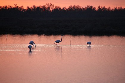 Alpilles, Crau and Camargue