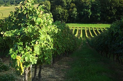 Eauze, Pays de l'Armagnac - à pied