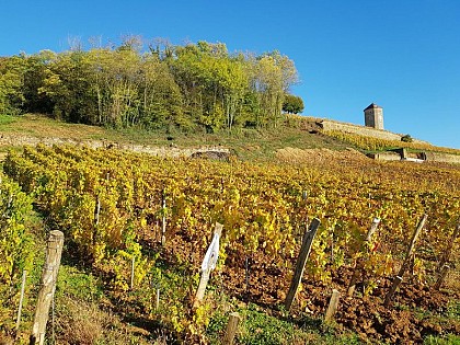 Circuit des Vignes - 10V
