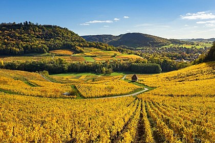 Le Vignoble du Château-Chalon