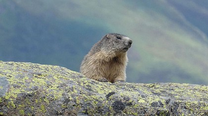 La Pelouse aux Marmottes