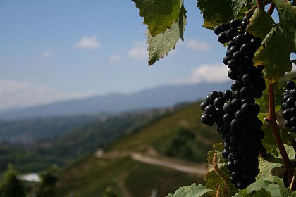 Le sentier des vignes