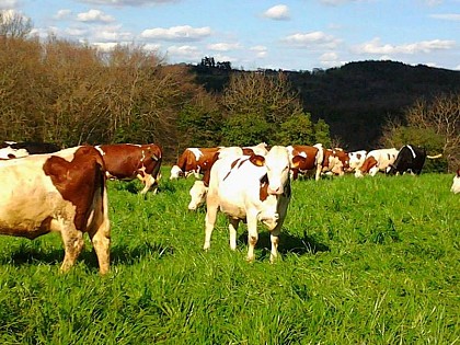 Autour des produits laitiers à Sainte Nathalène
