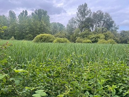 Sentier ENS du Marais de Montaris - Salles Courbatiès