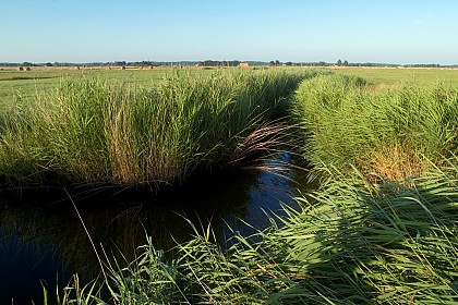 Sentier des roseaux - Le Perrier