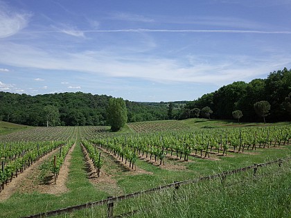 Les vignobles à vélo - Excursion dans l’Entre-deux-mers au départ de Bordeaux