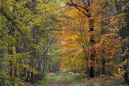 Balade en forêt: parcours en famille à Chantilly
