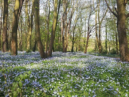 Dans le bois de Lébisey