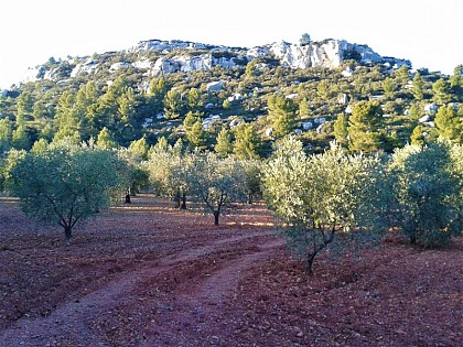 MAUSSANE LES ALPILLES - Towards Les-Baux-de-Provence
