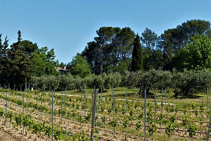 SAINT REMY DE PROVENCE - La Grosse Galine