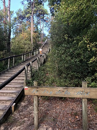 Sentier de la Forêt - La Barre de Monts / Fromentine