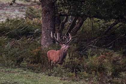 Au royaume du cerf