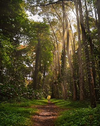 Grande boucle en forêt de Chantilly