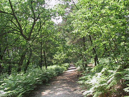 Circuit des Chênes