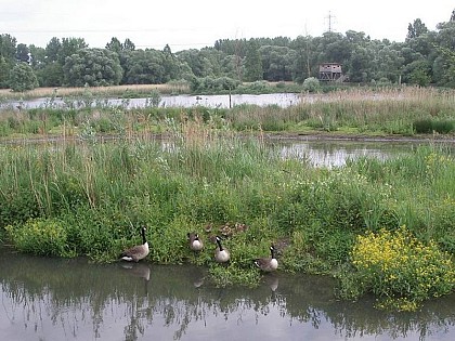 Circuit of the marshes