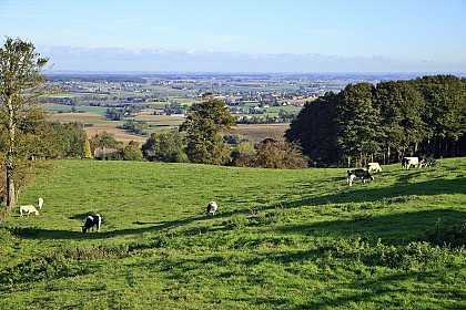 Path of the grafting wood