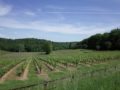Les vignobles à vélo - Excursion dans l’Entre-deux-mers au départ de Bordeaux