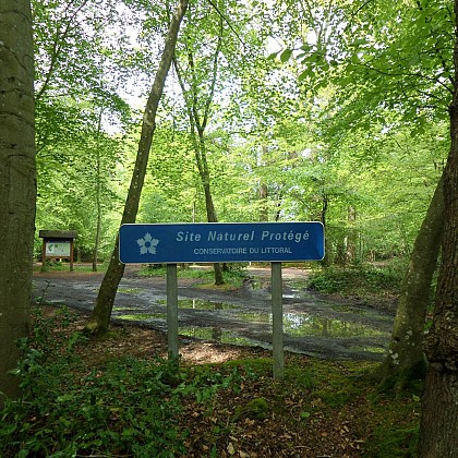 The Breuil woods