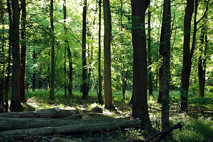 Preux-au-Bois Circuit_variante