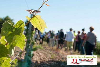 MARÇON / A travers le vignoble