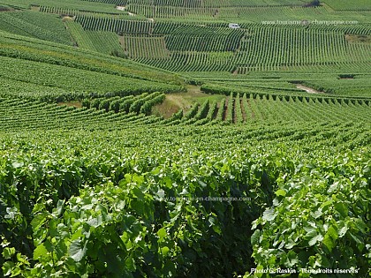 Le Massif de Saint Thierry