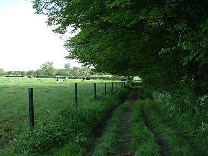 Le chemin de la licorne