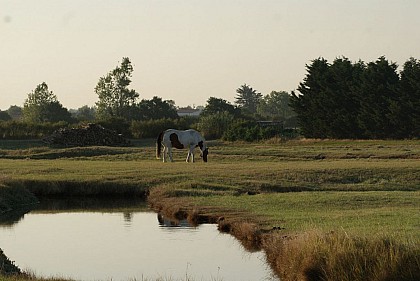 Le marais breton vendéen