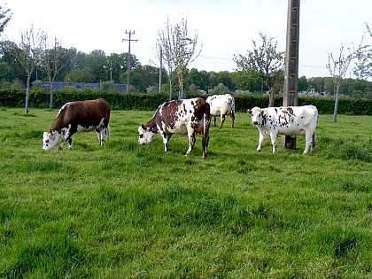 Ferme de la Croix Blanche