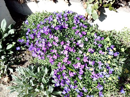 Fleurs