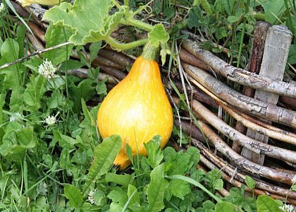 L'HERBERIE DE LA TILLE