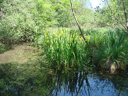 Lônes de Balan