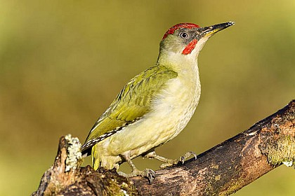 Les oiseaux