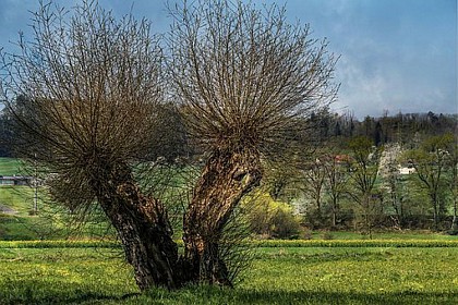 Le saule têtard