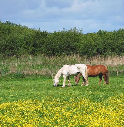 Le marais de Gannedel