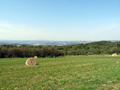 Le Grisard
