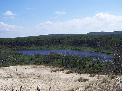 DUNE, FORET LITTORALE, RESERVE BIOLOGIQUE DE LA MAILLOUEYRE