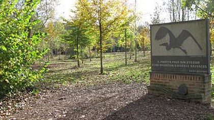 La forêt des anges