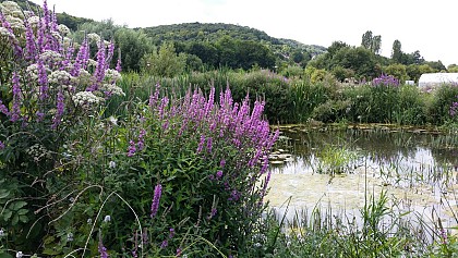 Parc de la zone humide de Repainville