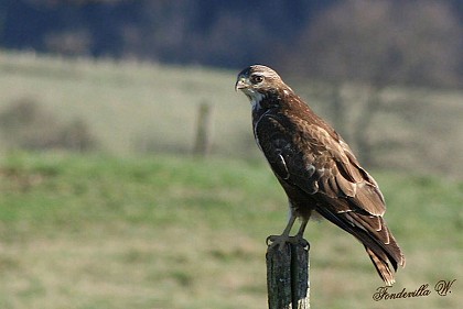 Buse variable