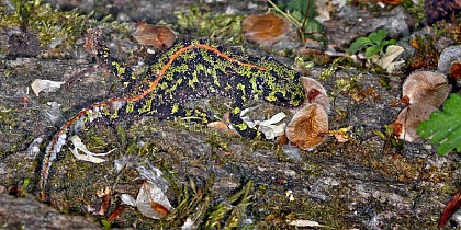Le crapaud calamite