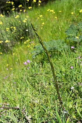 Asperge sauvage
