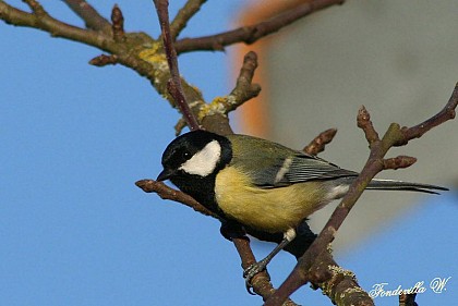 Mésange charbonnière