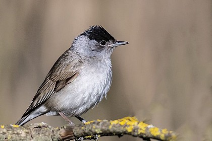 Fauvette à tête noire